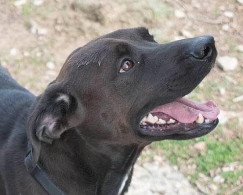 Arf N Dog Rescue Arf N Dog Rescue
