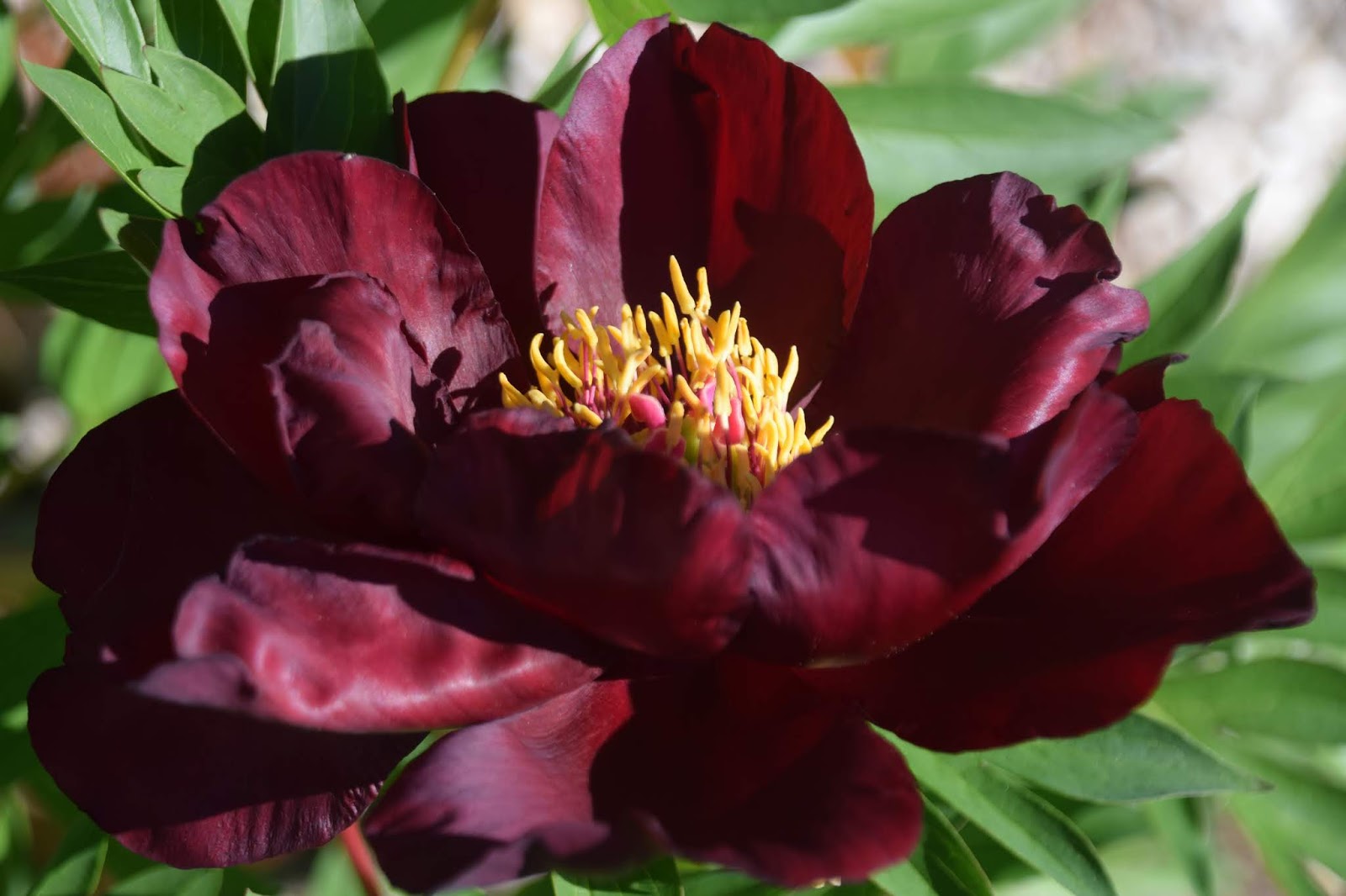Southern Peony 2020 Intersectional Peony Blooms Week 7 Very Late