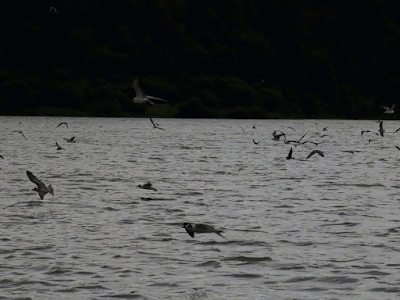 Birds on the Kazinga Channel