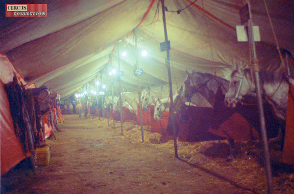 Dans le tente ecurie du Cirque Knie les chevaux regardent passé les spectateurs
