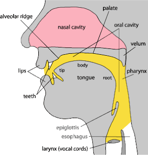 Raja Shaukat: Diagram of speech organs