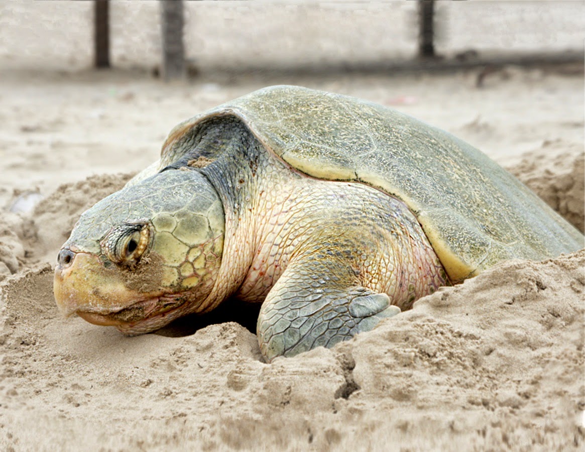 Arriba Tortuga Lora a playas de Altamira…Noticia