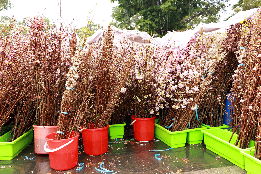 [Image: Hoa-anh-dao-Nhat-ruc-sac-giua-tiet-xuan-Ha-Noi.-3.JPG]