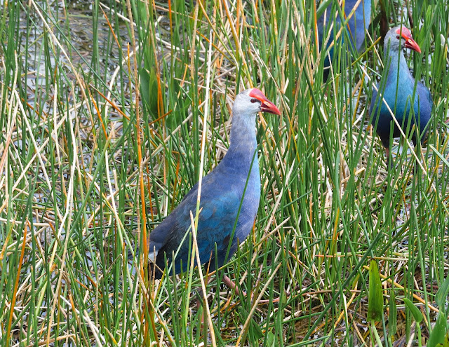 Grey-headed Swamphen - Florida