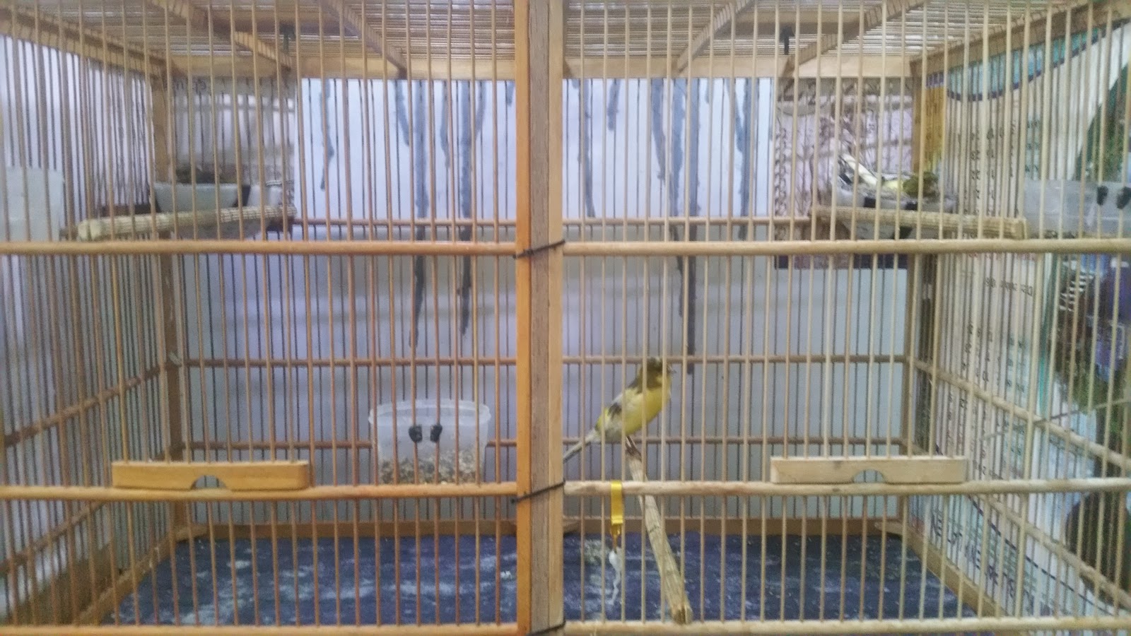 085865547554utomo Ternak Burung Kenari Klaten 2018