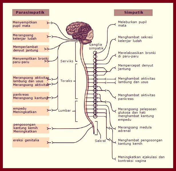 Sistem saraf  manusia Sistem Saraf  Tepi