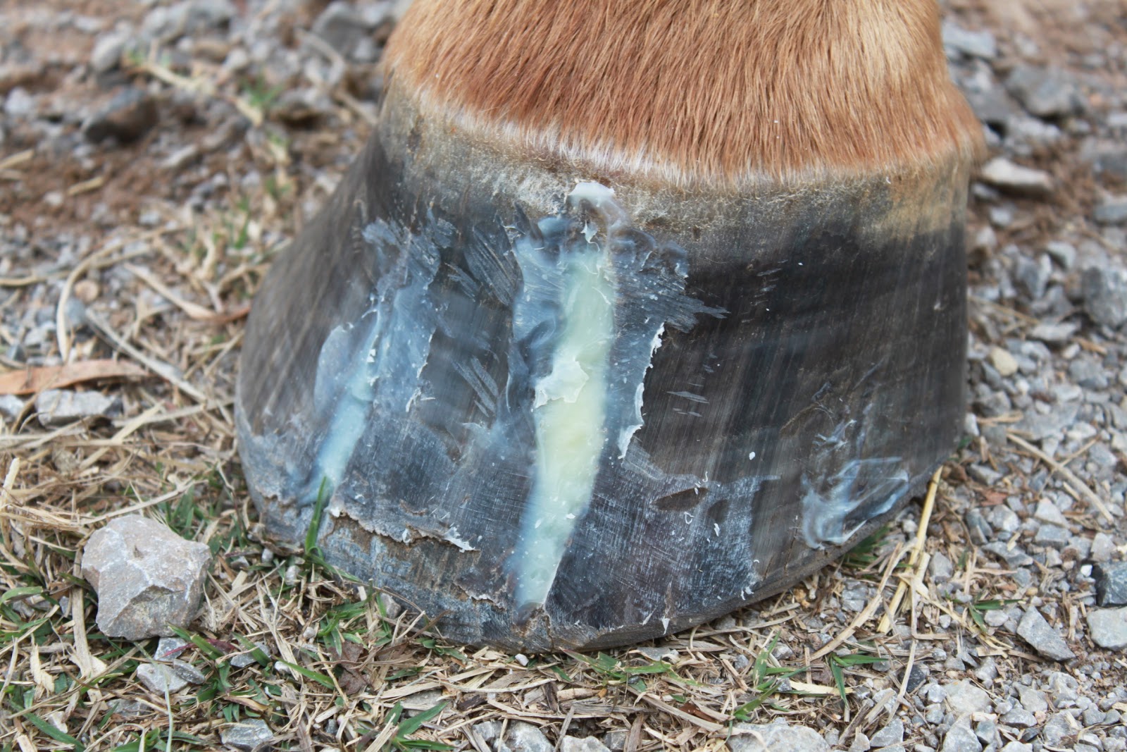 Springstone Horses Repairing Hoof Cracks