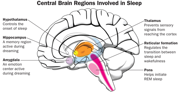 Sleeping brains. Сон и мозг. Brain Sleep. Brain during Sleep. Brain activity.