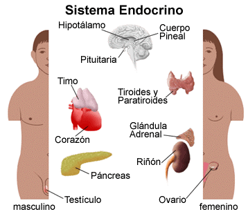Sistema Endocrino Dibujo del Sistema Endocrino del cuerpo humano (Mujer y hombre)