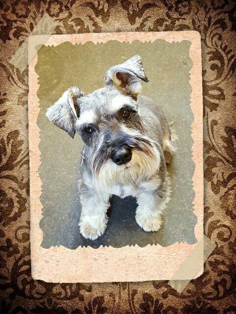 K9 Country Cottage Contact Us