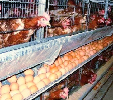 Apa Saja Perbedaan Ayam Potong Dan Ayam Petelur Panggulku