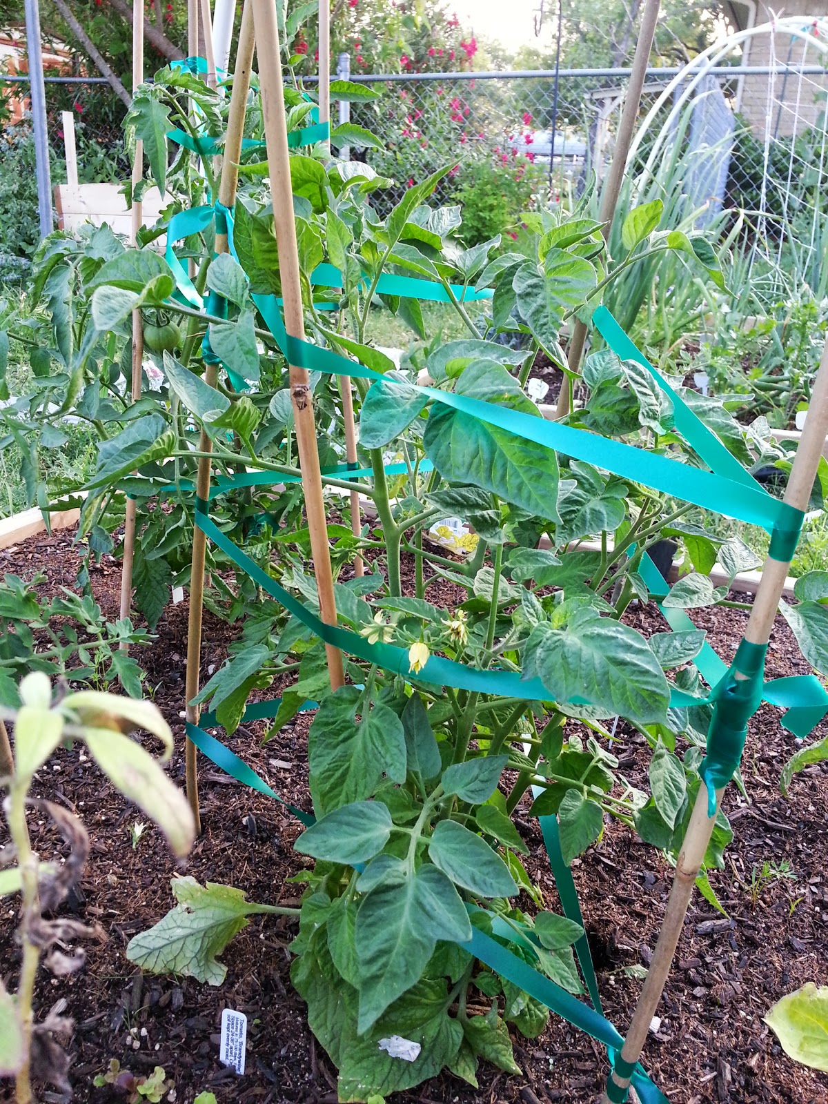 The Sustenance Experiment: Alternative Tomato Cages