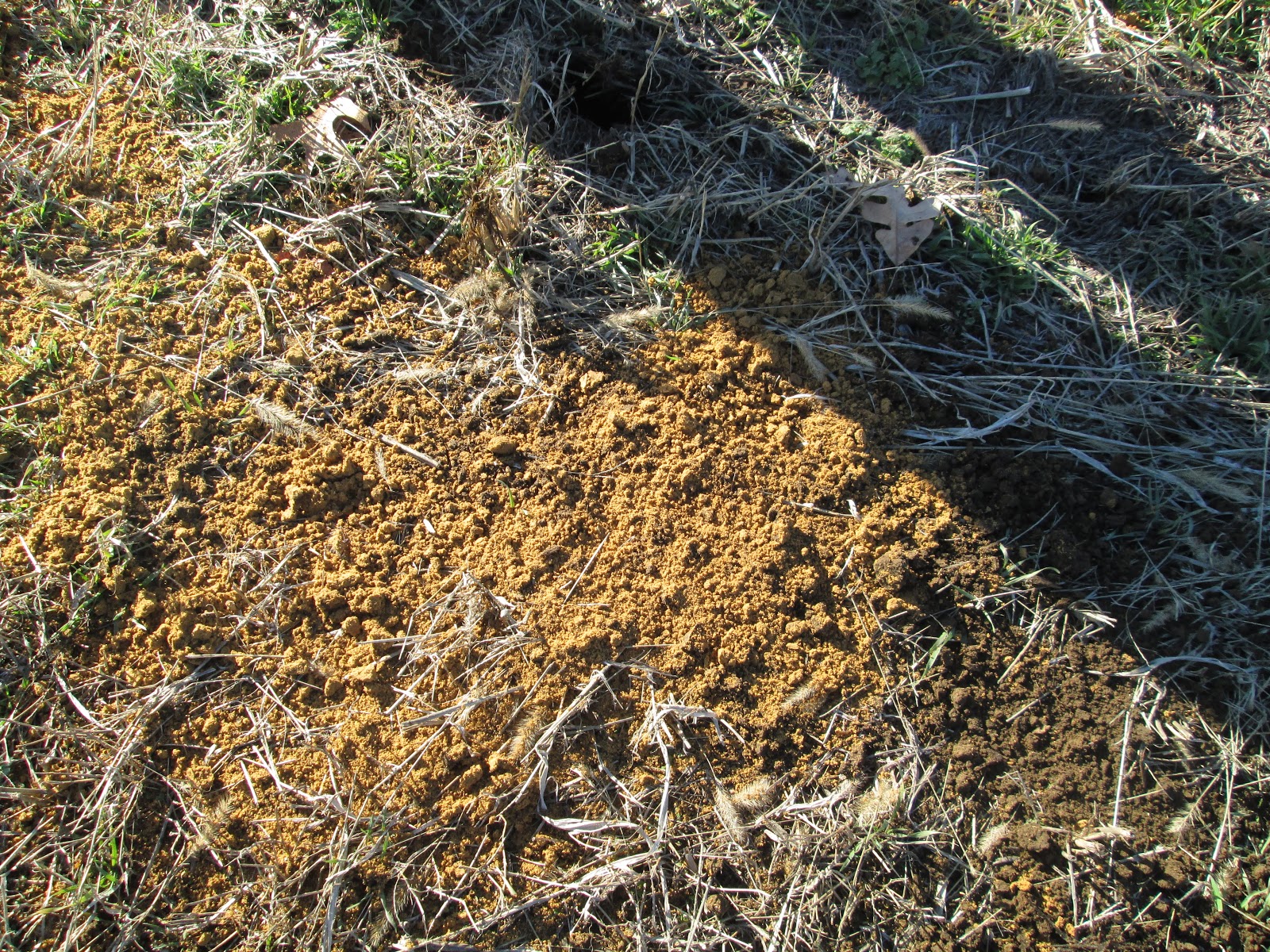 OUR DREAM HOUSE DIY To perc or not to perc!