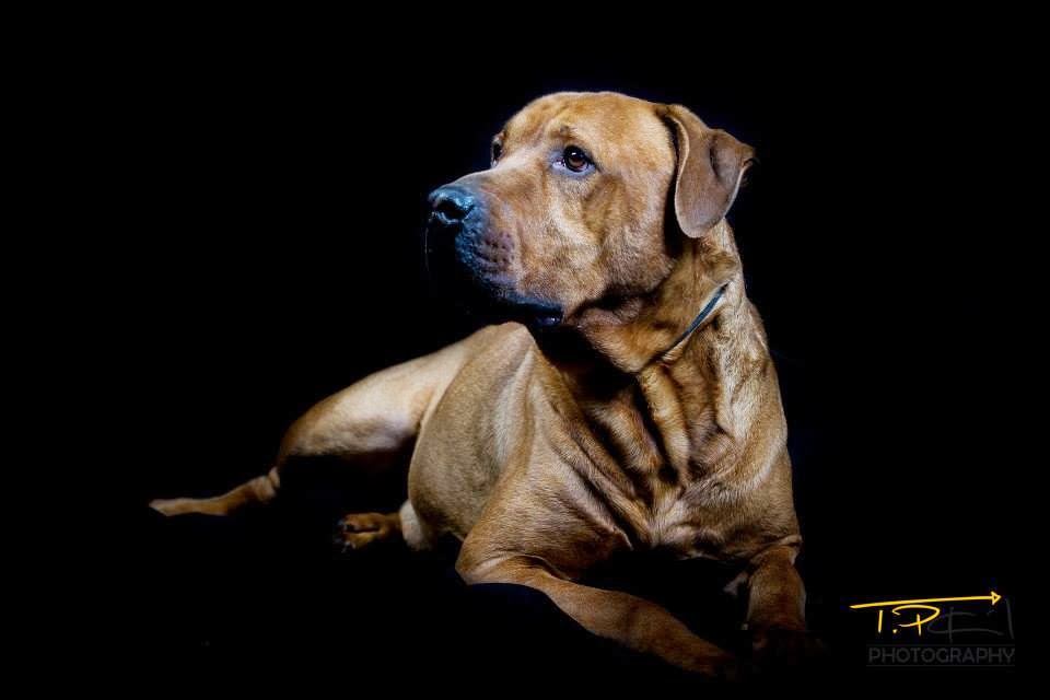 Tierheim Bremerhaven sucht neue Hundefreunde Bremerhaven News