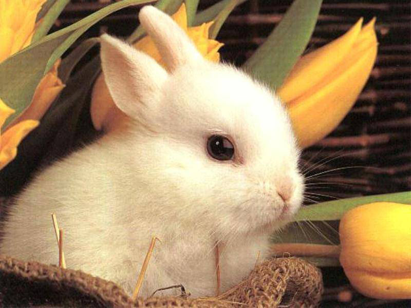 Happy Easter: Cute Easter Animals