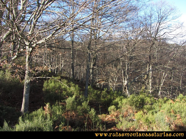 Ruta Tromeu y Braña Rebellón: Hayedo