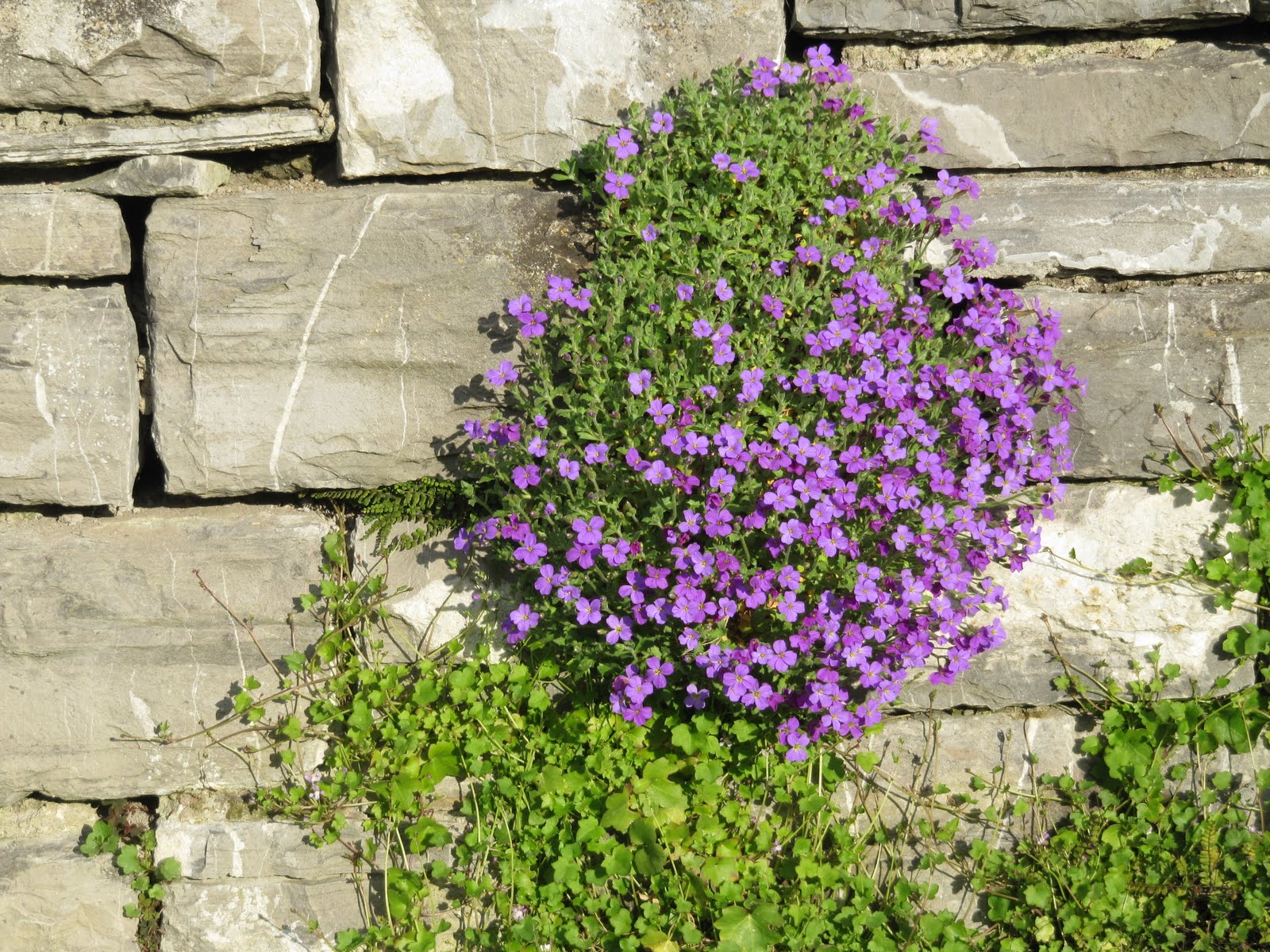 LE MAXIMUM Bouquet de fleur sur mur de pierres