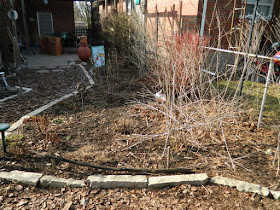 Toronto Etobicoke spring garden cleanup before by Paul Jung Gardening Services