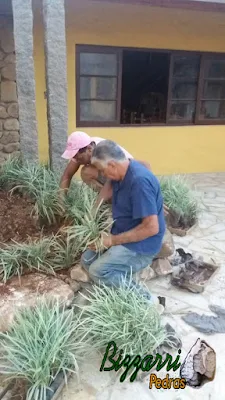 Bizzarri executando o paisagismo, plantando as mudas de barba de serpente no Restaurante Recanto das Pedras em Atibaia-SP.