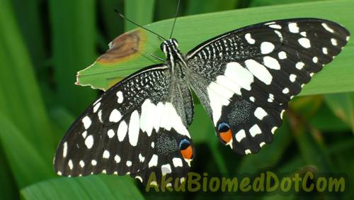 Kitaran Hidup : Rama-rama yang cantik