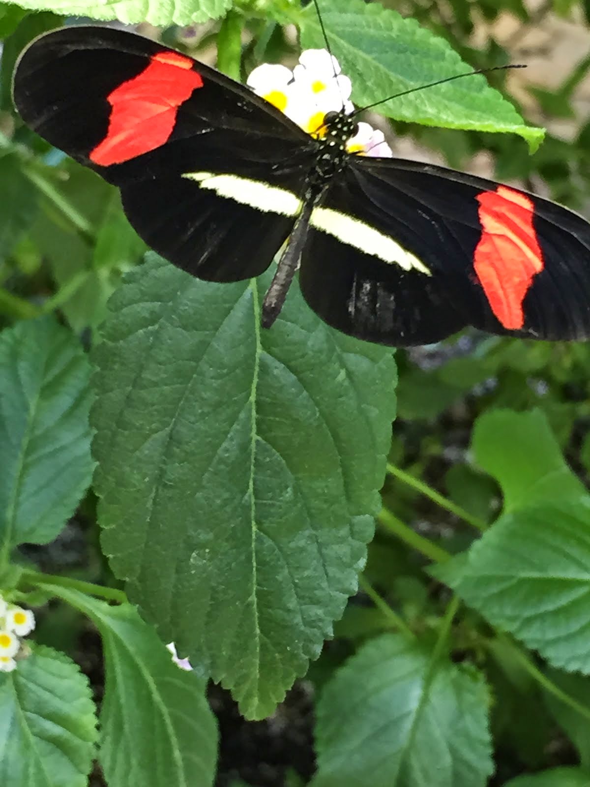 Butterfly exhibit