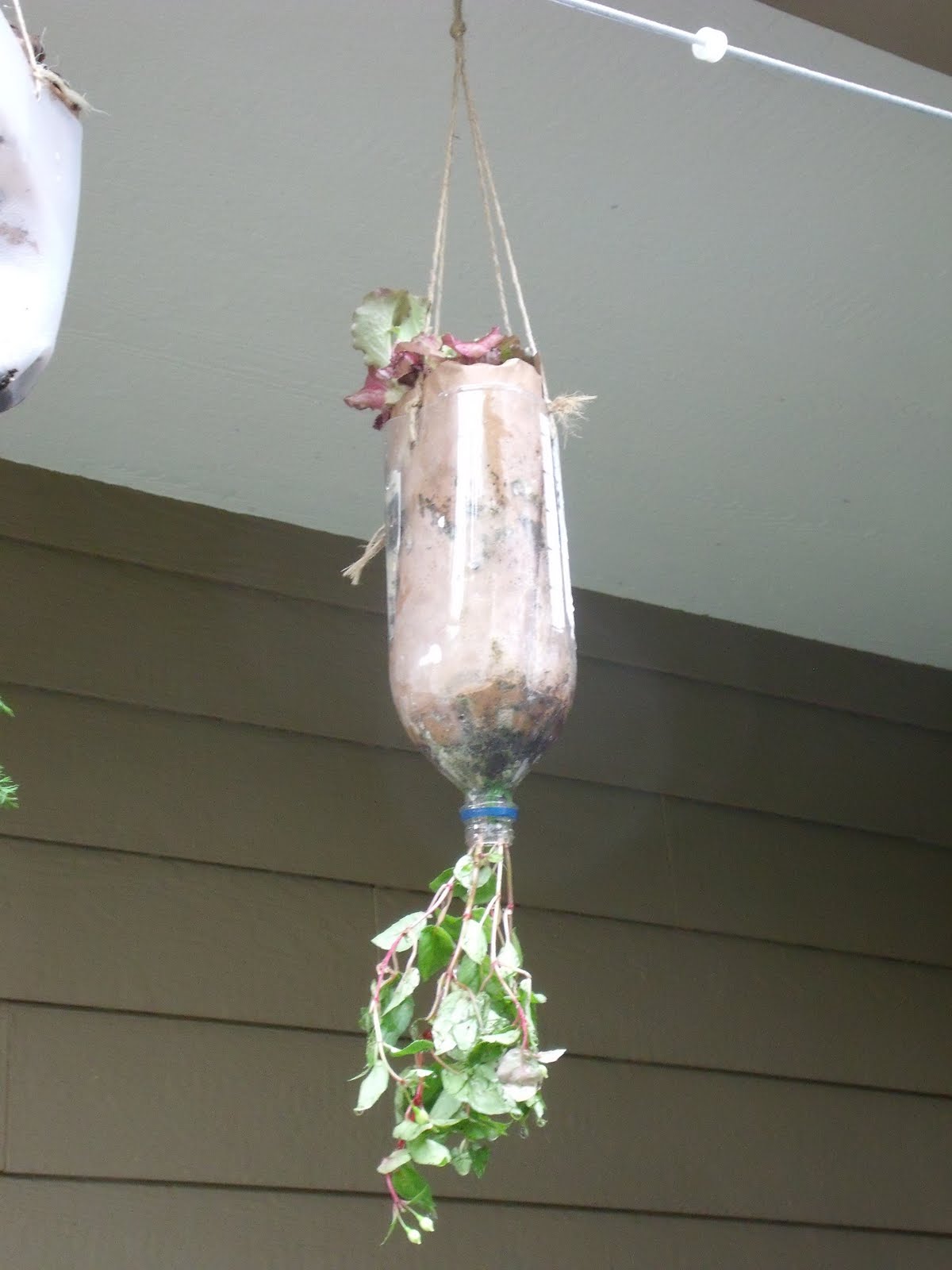 DazedAmazed Porch Garden planted today using Homemade upside down planters with homemade