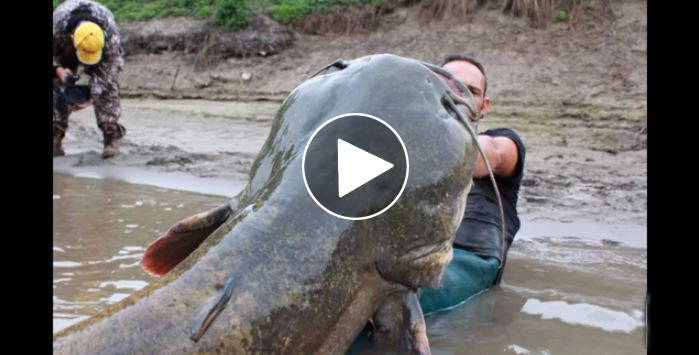 MONSTER ITALIAN CATFISH CAUGHT ON CAMERA by YURI GRISENDI | sarangoun