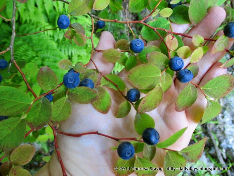 DillyDally Days Blueberry Season Begins!