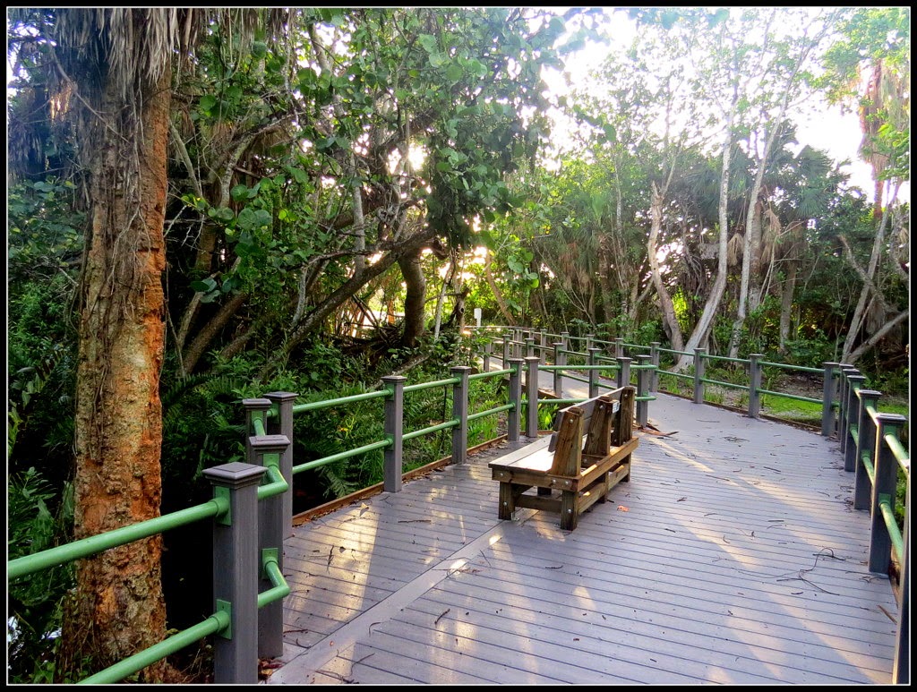 Bird Tweets The Shipley Trail along the Bailey Homestead Preserve