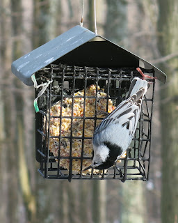 White-breasted Nuthatch, Sitta carolinensis