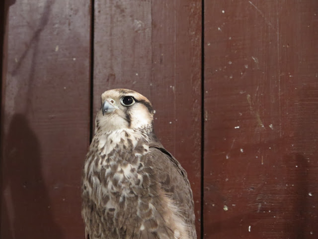 Rapaz en el zoco de Marrackech