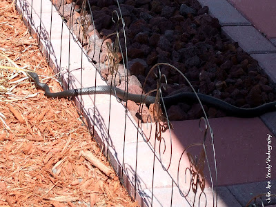 Black Rat Snake - Leesburg, Florida Black Rat Snake - Leesburg, Florida