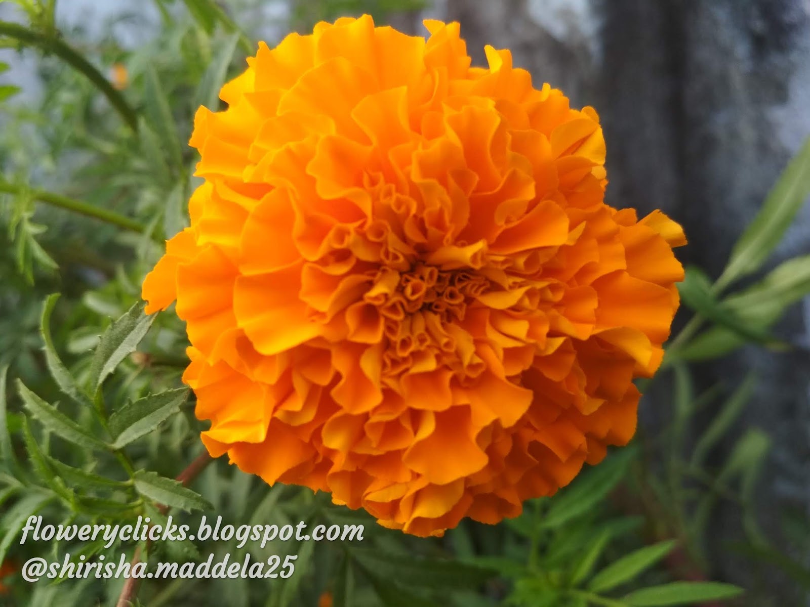 Tagetes Erecta (flMari gold ower)Banthi puvvu( బంతి పువ్వు )