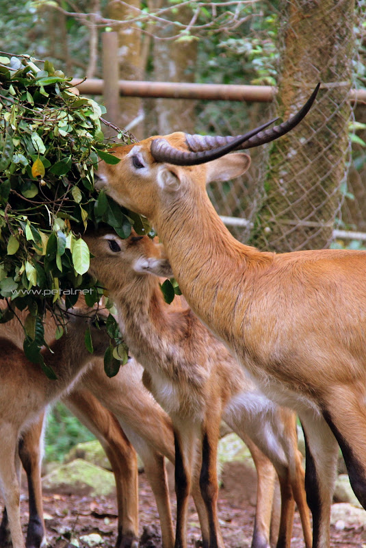 Rusa Rusa