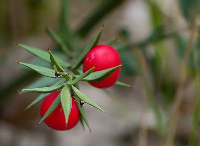 Ruscus aculeatus - плодове по листата Ruscus-aculeatus-82