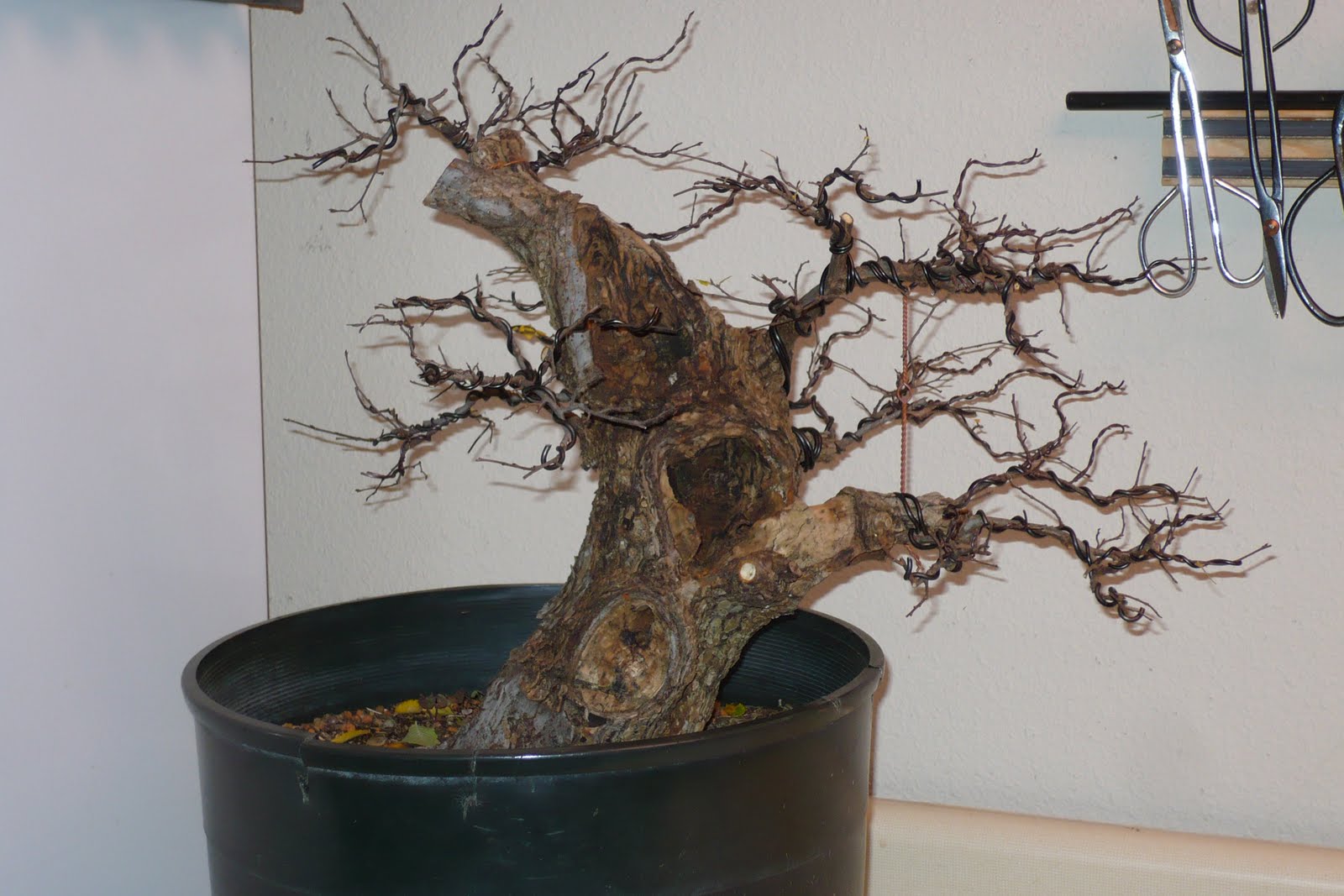 Broken Arrow Bonsai Collected winged elm bonsai development