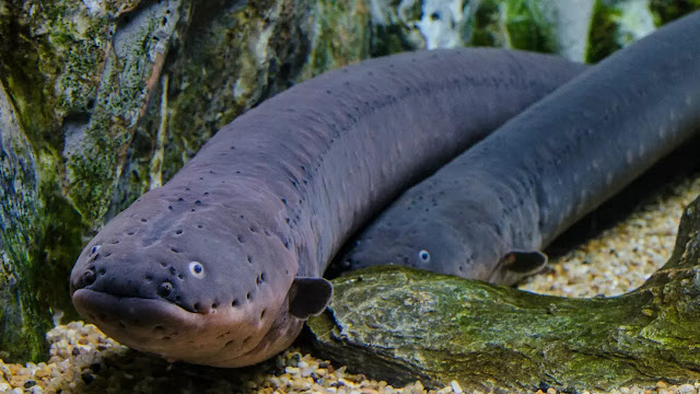 Punya Ribuan Fenomena Mistis, Apakah Keberadaan Sungai Amazon Tertulis Dalam Al Qur`an Punya Ribuan Fenomena Mistis, Apakah Keberadaan Sungai Amazon Tertulis Dalam Al Qur`an