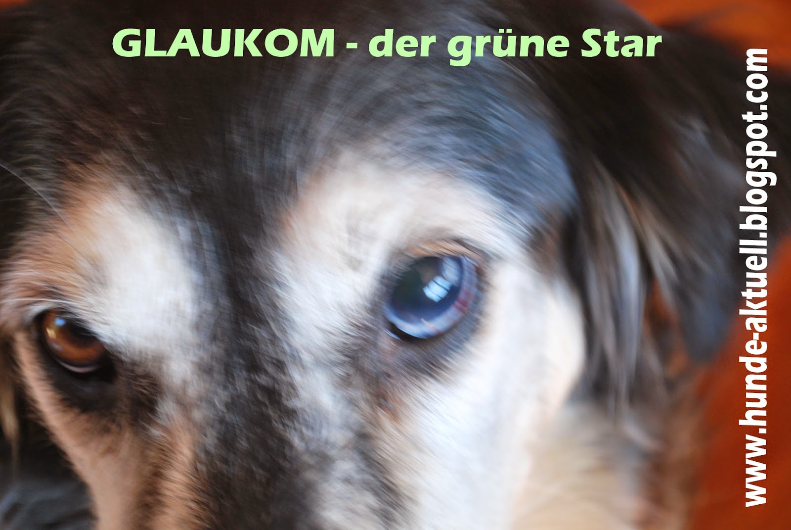 Der Hundeblog Aktuelles rund um den Hund Hundegesundheit und Medizin
