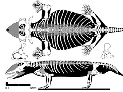 Sclerosaurus skeleton