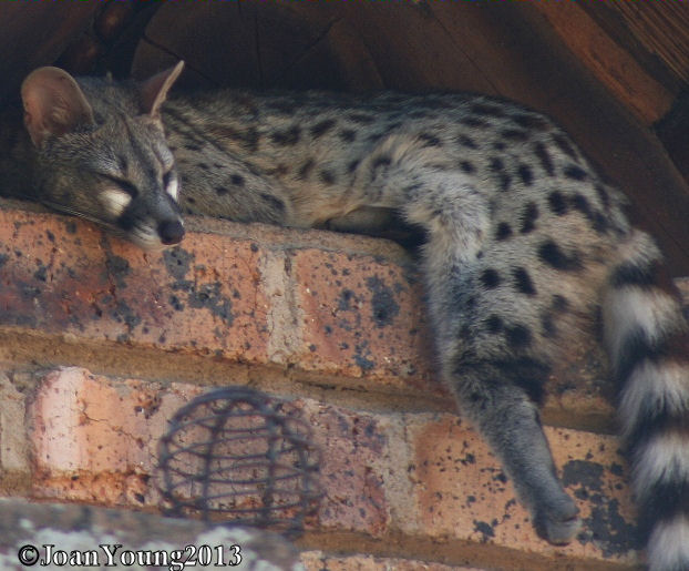 South African Photographs Largespotted