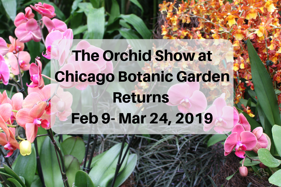 A Little Time and a Keyboard The Orchid Show Returns to Chicago