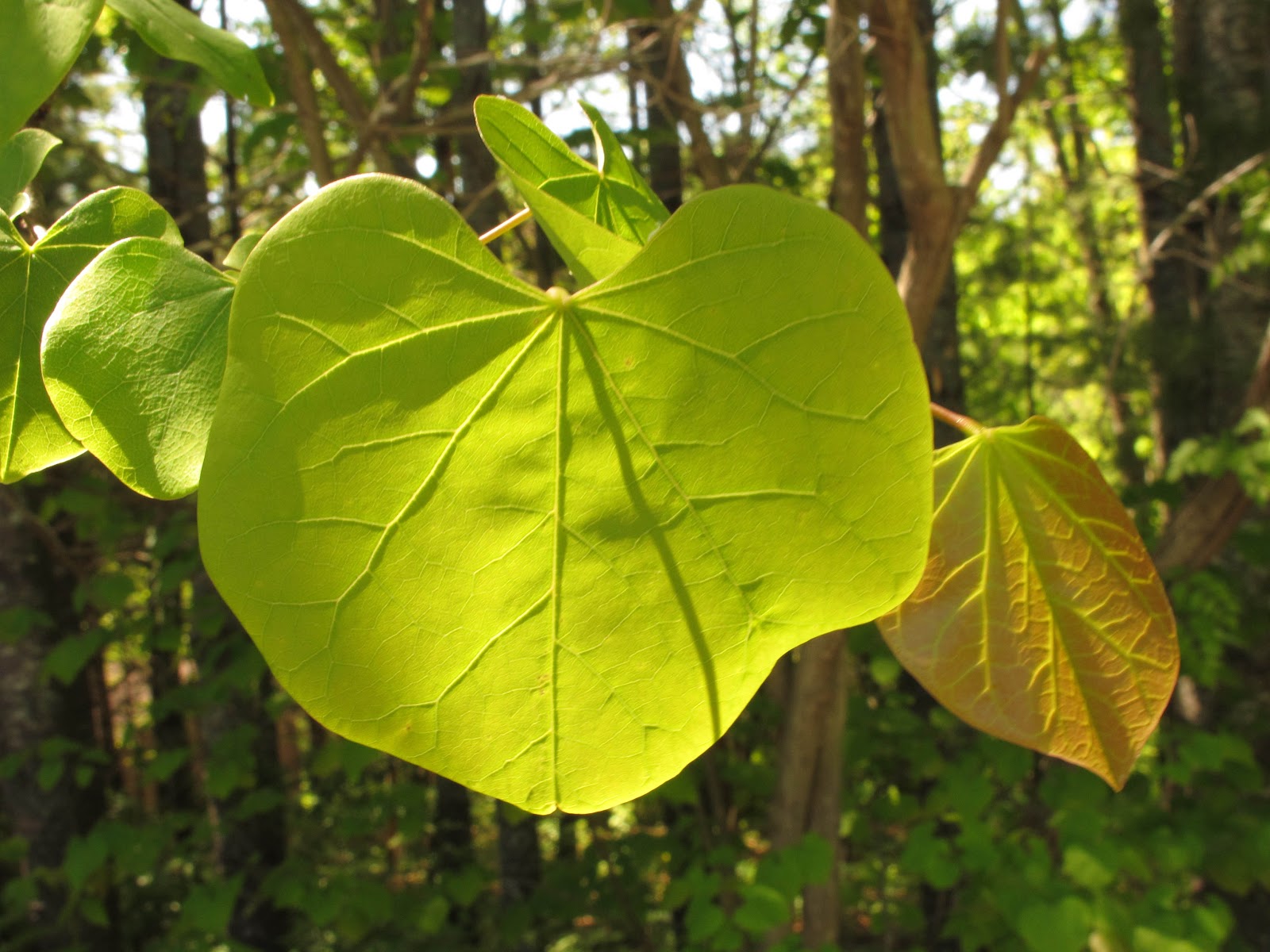 A Year With the Trees Redbud Cercis canadensis