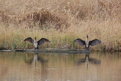 Cormoranes tomando el sol 