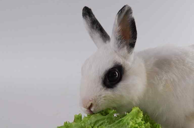 Inilah 10 Gambar Kelinci Anggora Australia Lucu & Imut ...