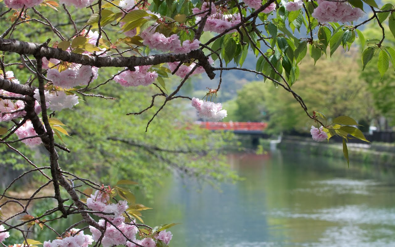 Desiree Huffman: cherry blossom background