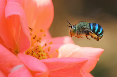 How To Use Macro (Close Up) Filters