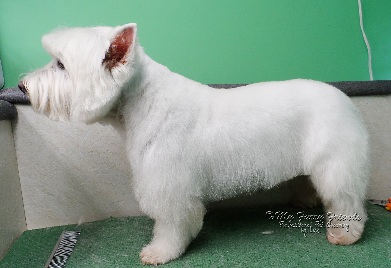 pet grooming: the good, the bad, & the furry: 'pet' westie cut