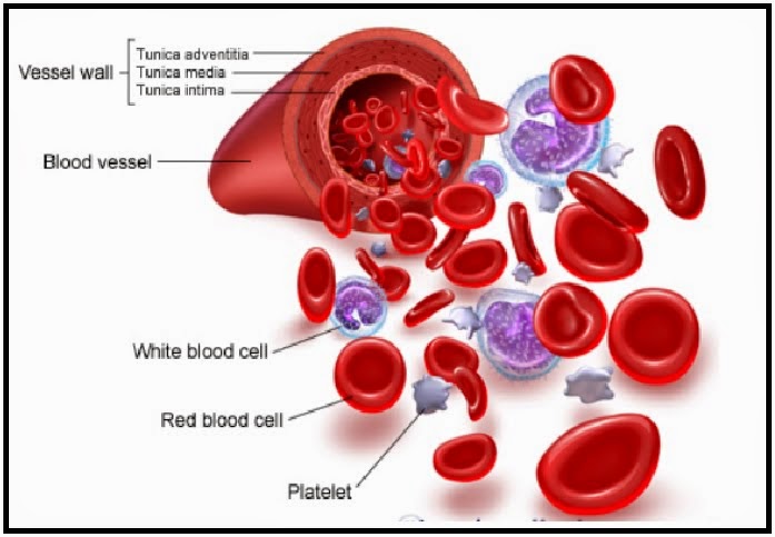 Mari Belajar - Komponen Darah