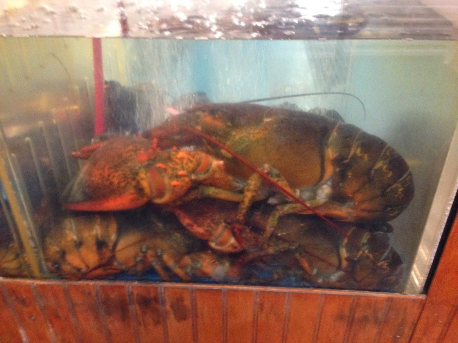 Marash Girl How long can a lobster live?