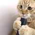 Vídeo da Semana: Gato 'limpinho'